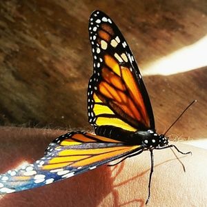 Meet your Posher, Karen